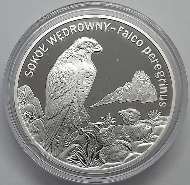 Moneta 20 zł Sokół wędrowny 2008